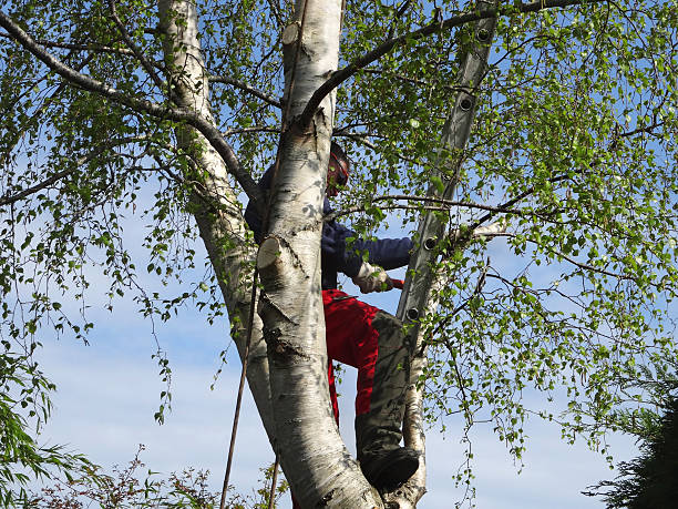 Pest Control for Lawns in White Oak, PA